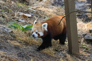 Panda roux